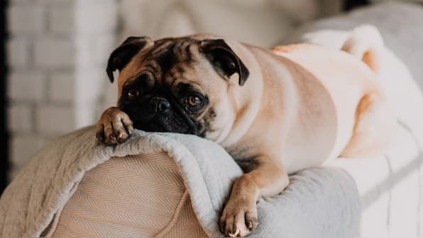 Your pet can tell time and uses ‘timing cells’ to commit the minutes to memory