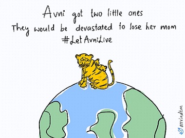 'Let Avni Live': Twitterati unite to save 'man-eater' tigress T1 after Maharashtra forest dept issues shoot-at-sight orders 'Let Avni Live': Twitterati unite to save 'man-eater' tigress T1 after Maharashtra forest dept issues shoot-at-sight orders