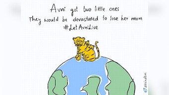 'Let Avni Live': Twitterati unite to save 'man-eater' tigress T1 after Maharashtra forest dept issues shoot-at-sight orders