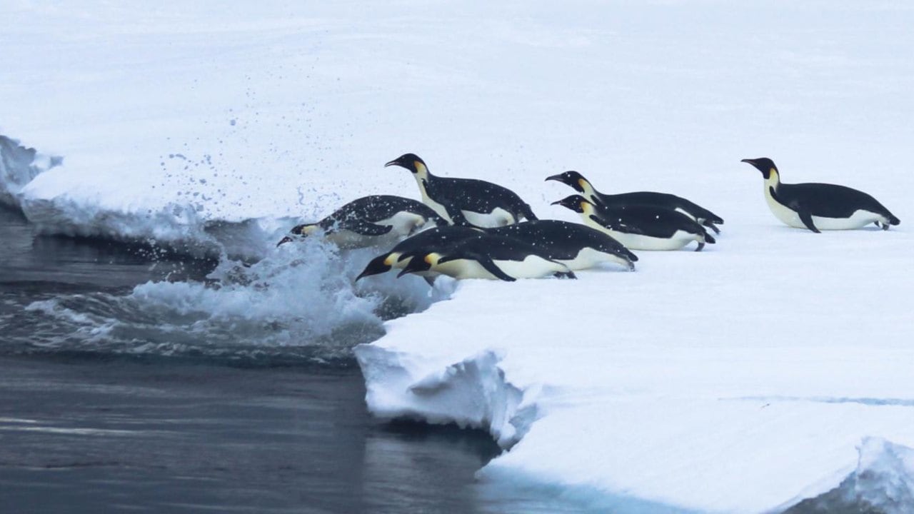 Emperor penguins in Antactica heading for a hunt. Image courtesy: Kim Goetz