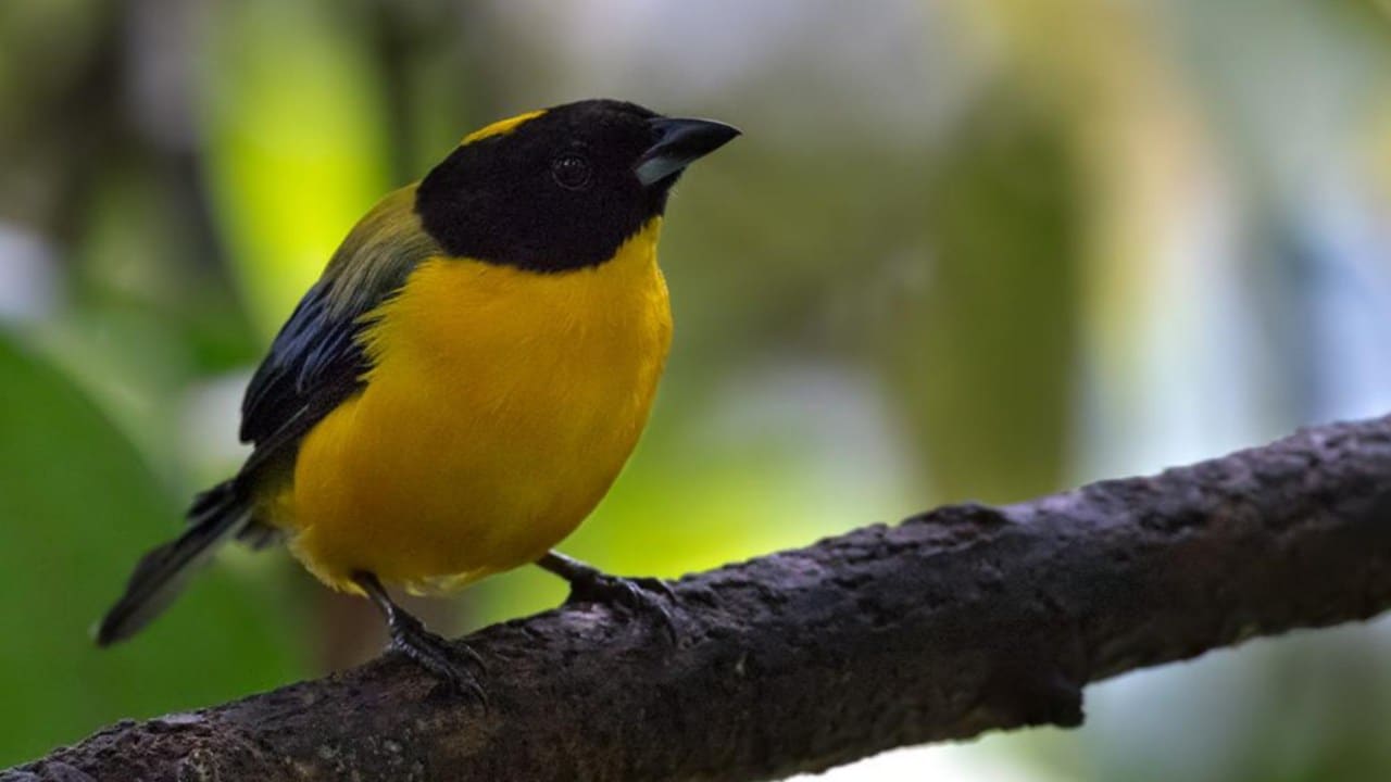 Mountain birds are on an ‘escalator to extinction’ as temperatures rise ...