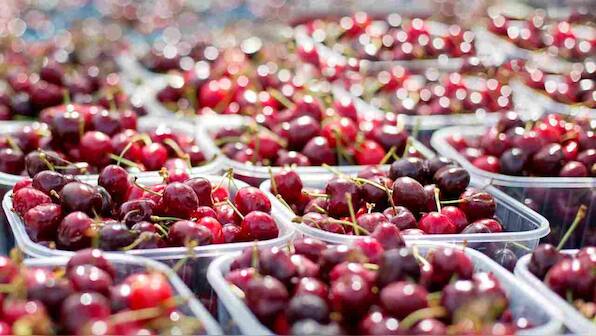 Gene editing makes inroads into Big Agriculture amidst growing extinction concerns