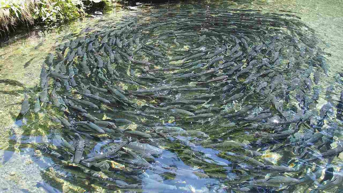 Egyptians may have practised fish-farming as early as 3,500 years ago ...