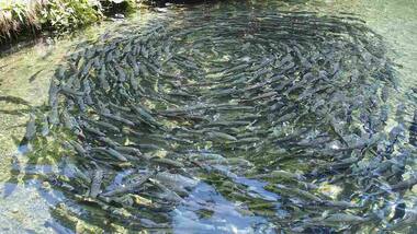 Egyptians may have practised fish-farming as early as 3,500 years ago: Study