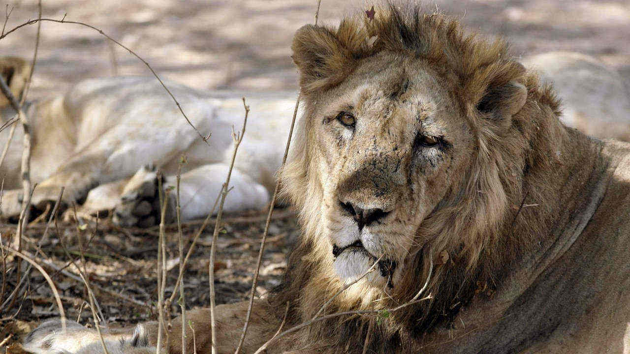 Gir lions' deaths Decoding the disturbing Canine Distemper Virus