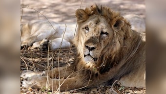 Another lion found dead in private farmland in Gir forest; body sent for autopsy to ascertain cause