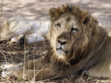 Lions caught in Gujarat government's conundrum: Can't care for them, won't let other states do it either Lions caught in Gujarat government's conundrum: Can't care for them, won't let other states do it either