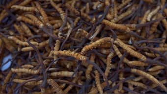 'Himalayan Viagra' growing in popularity under threat from climate change: Study