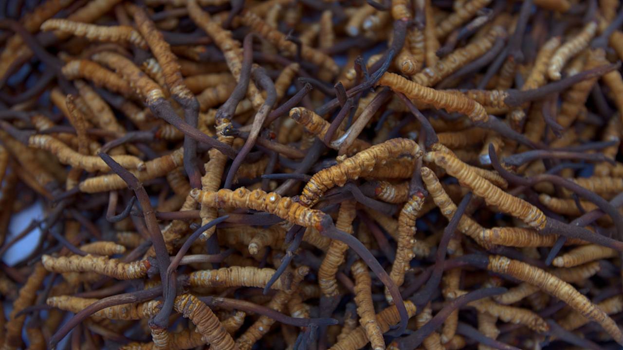 'Himalayan Viagra' growing in popularity under threat from climate change: Study 'Himalayan Viagra' growing in popularity under threat from climate change: Study