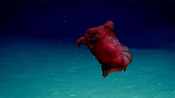 Headless chicken monster spotted in proposed conservation zone off Antarctic coast