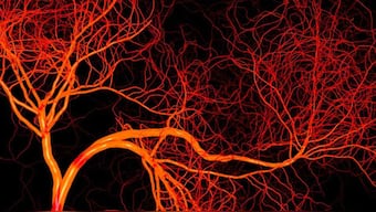 New smartphone app can help detect anaemia without the need of a blood test