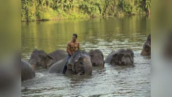 Junglee: Vidyut Jammwal's wildlife action thriller to now release on 29 March, will clash with Salman Khan's Notebook