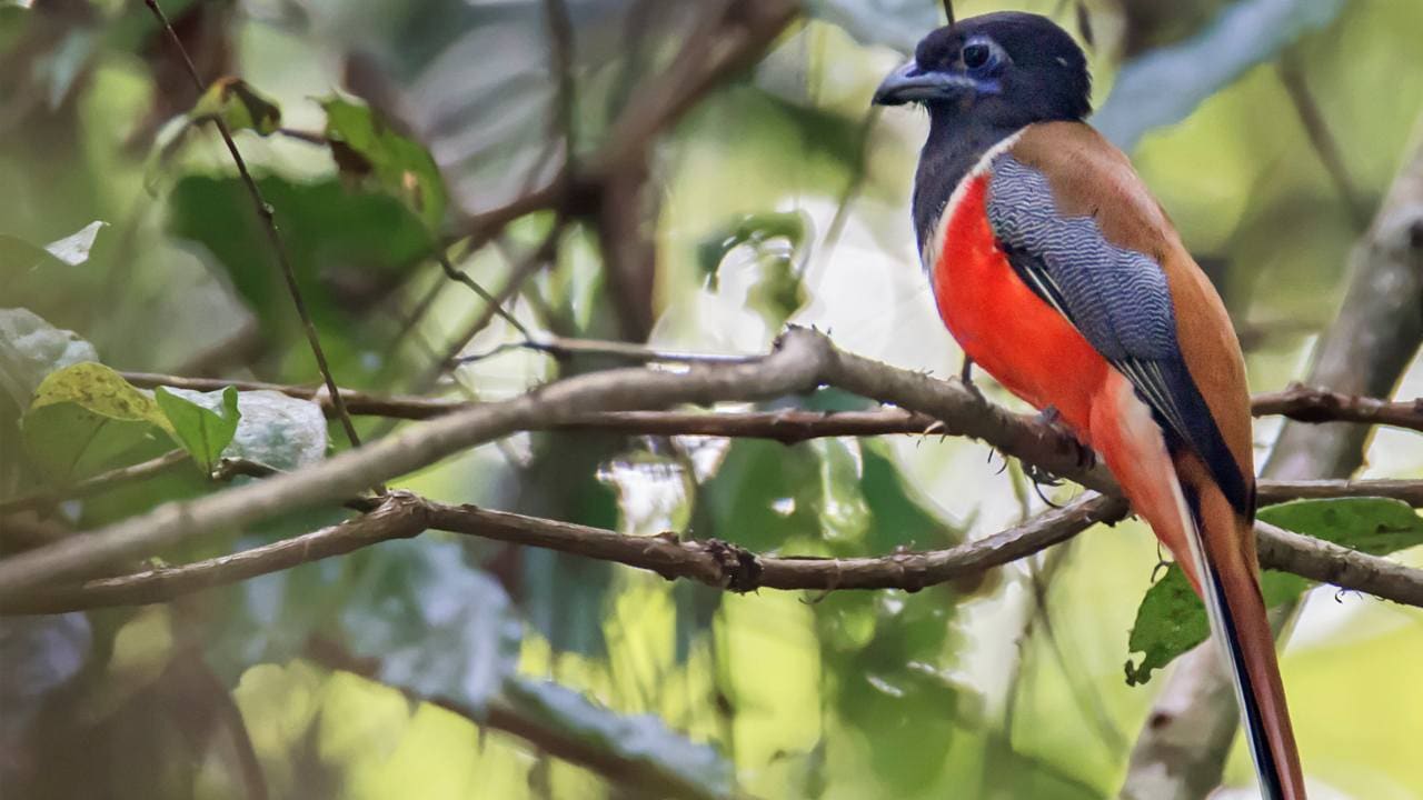 Le Malabar Trogon, un résident d'hiver des Ghâts occidentaux et un oiseau endémique de l'Inde. Courtoisie d'image: Oiseaux du Gujarat