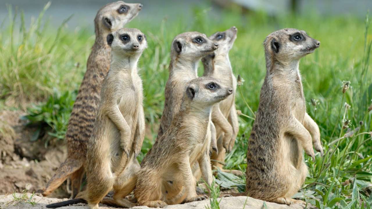 Population of vertebrates has declined globally by 60 percent since 1970: WWF Population of vertebrates has declined globally by 60 percent since 1970: WWF