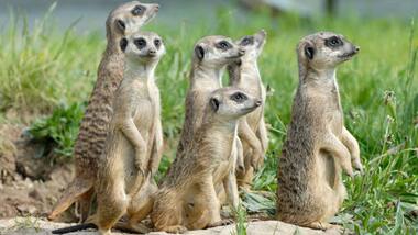 Population of vertebrates has declined globally by 60 percent since 1970: WWF