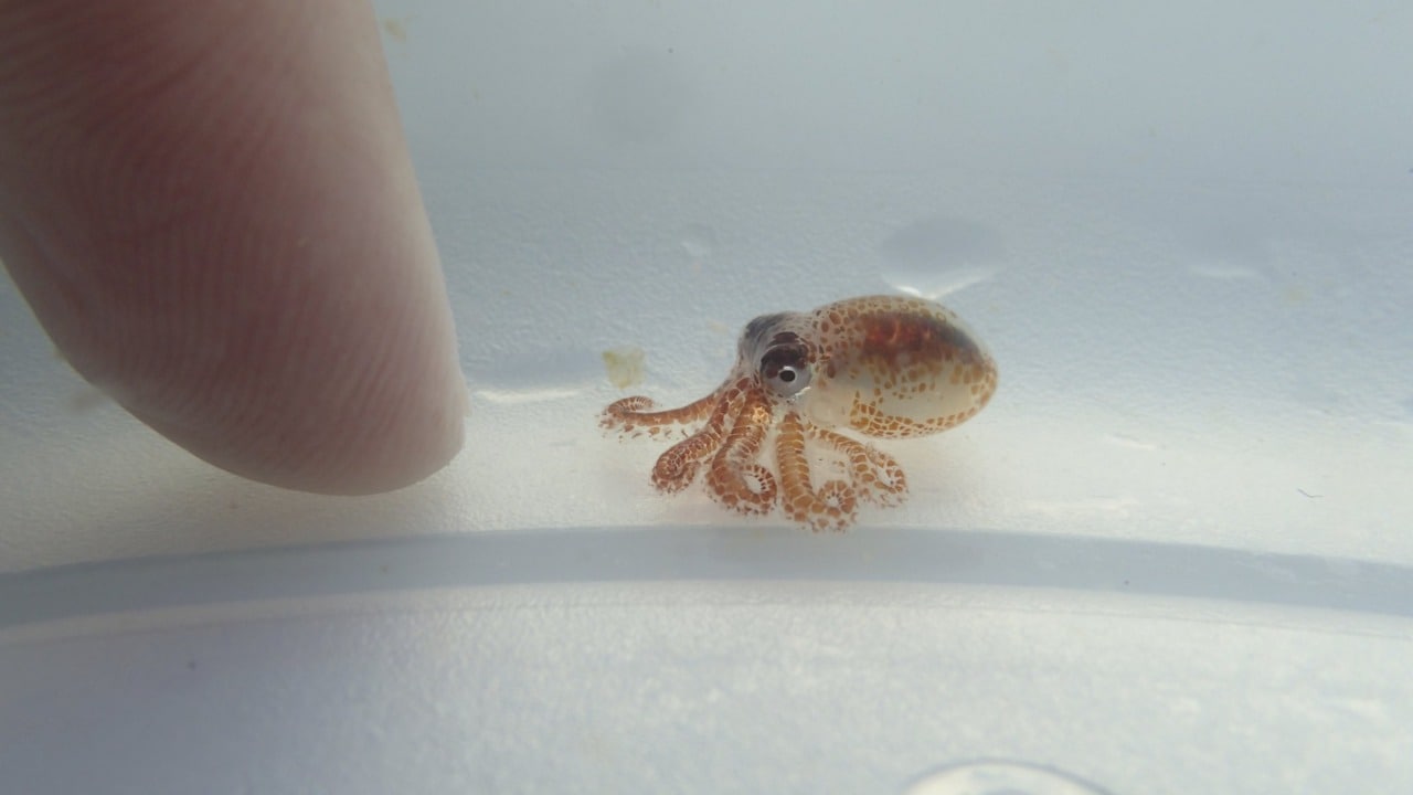 octopus android home screen octopus android home screen