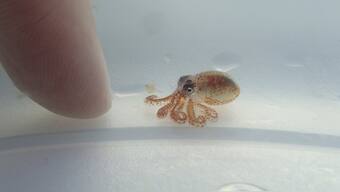 Scientists discover baby octopus floating in Hawaii during coral reef cleanup