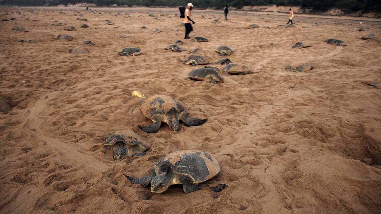 Odisha govt readies plan to protect endangered Olive Ridley turtles ...