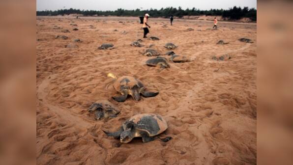 Odisha govt readies plan to protect endangered Olive Ridley turtles ahead of annual mass nesting, bans fishing near coast