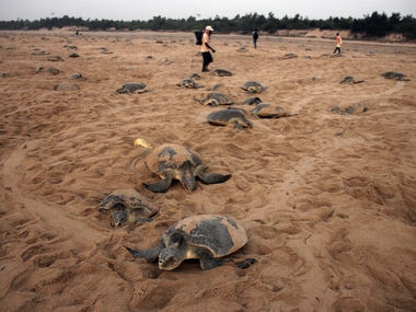 Odisha govt readies plan to protect endangered Olive Ridley turtles ahead of annual mass nesting, bans fishing near coast Odisha govt readies plan to protect endangered Olive Ridley turtles ahead of annual mass nesting, bans fishing near coast