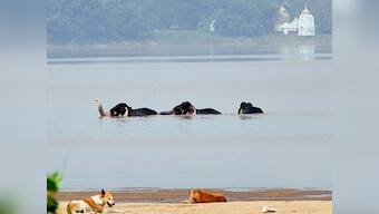 Five elephants swim to safety after being swept away from herd due to heavy currents in Odisha's Mahanadi river