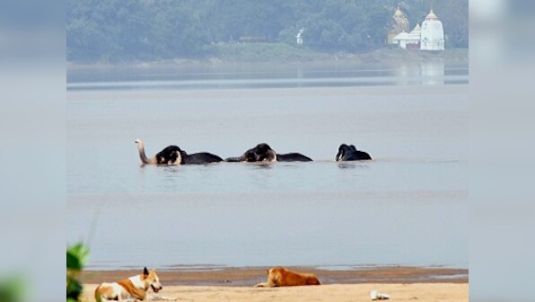 Five elephants swim to safety after being swept away from herd due to heavy currents in Odisha's Mahanadi river