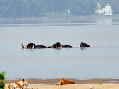 Five elephants swim to safety after being swept away from herd due to heavy currents in Odisha's Mahanadi river Five elephants swim to safety after being swept away from herd due to heavy currents in Odisha's Mahanadi river