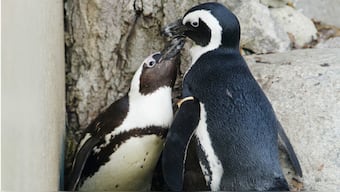 Same-sex penguin couple become dads to a baby chick at an Australian aquarium