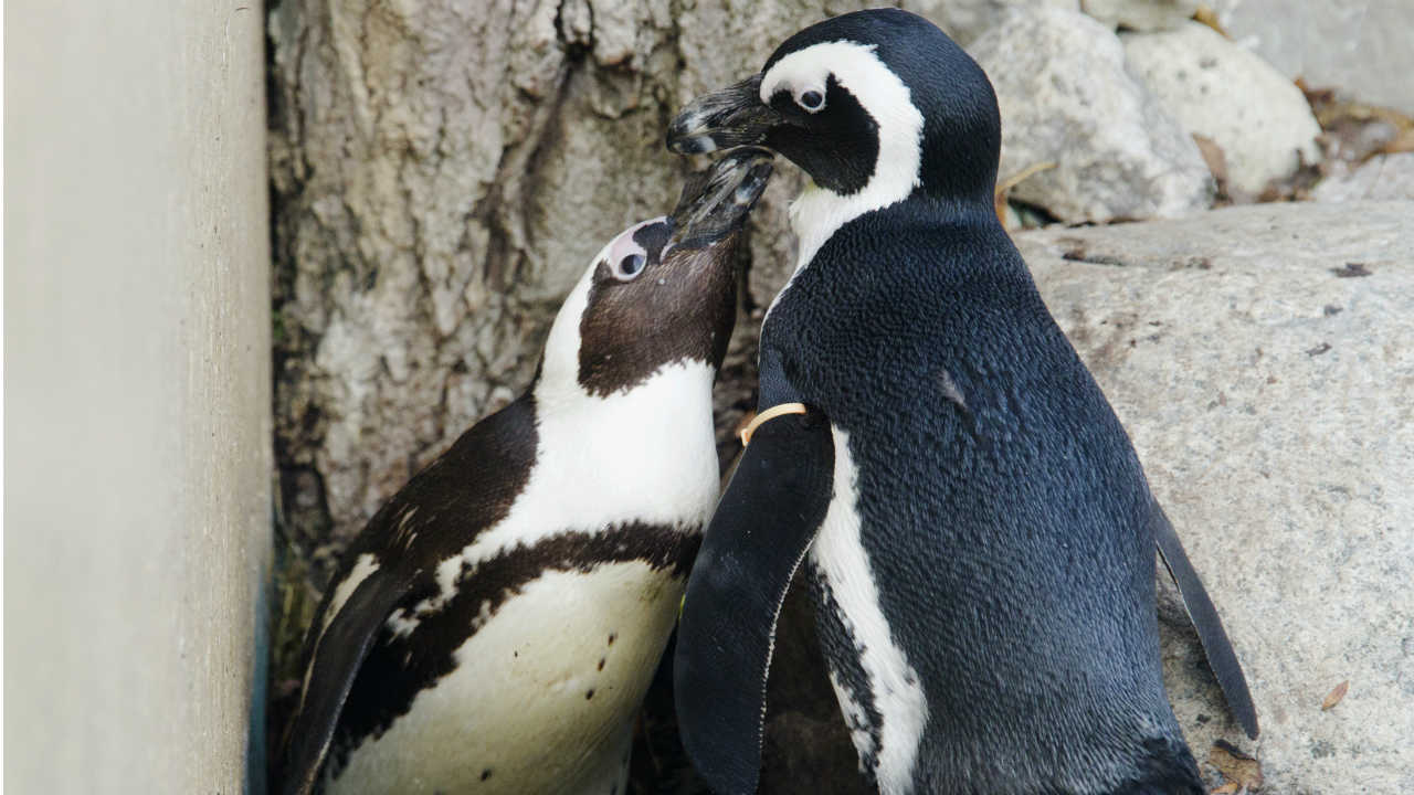 Same-sex penguin couple become dads to a baby chick at an Australian aquarium Same-sex penguin couple become dads to a baby chick at an Australian aquarium