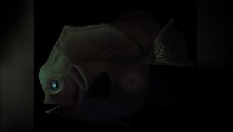 Piranha-like fossil tells a toothy story of fish preying on fish in Jurassic times