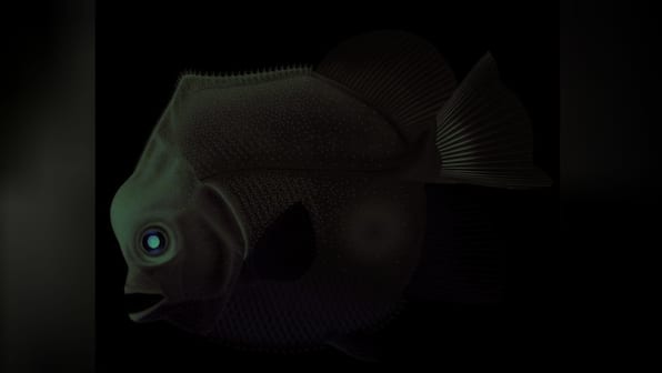 Piranha-like fossil tells a toothy story of fish preying on fish in Jurassic times