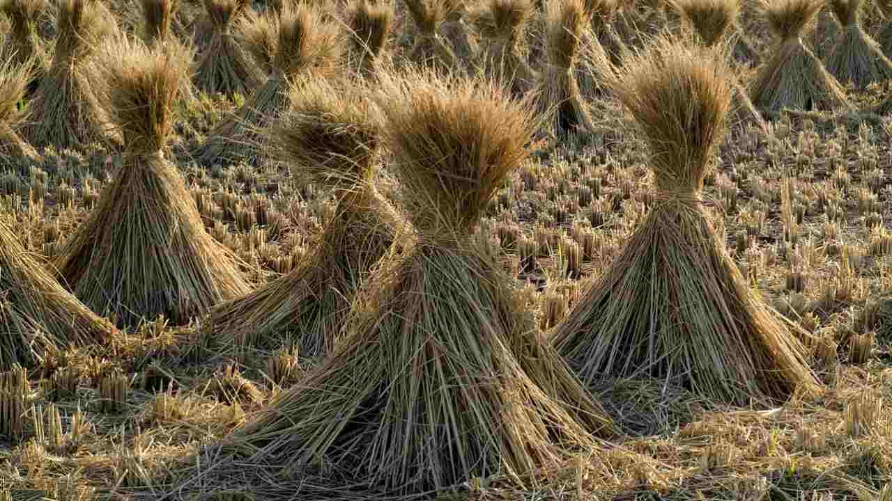 Rice straw stacks are a key ingredient in biofuel natural fuel, used by refineries across the country. Image: MaxPixel