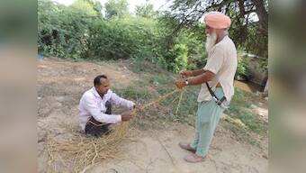 Stubble burning: How Haryana is better prepared to tackle its paddy residue in eco-friendly way than Punjab