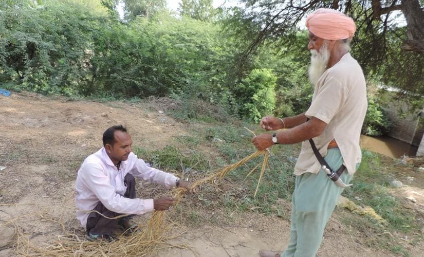 Farmers make rope out of the paddy crop residue.