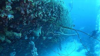 Oldest shipwreck in the world found intact under the Black Sea by archeologists