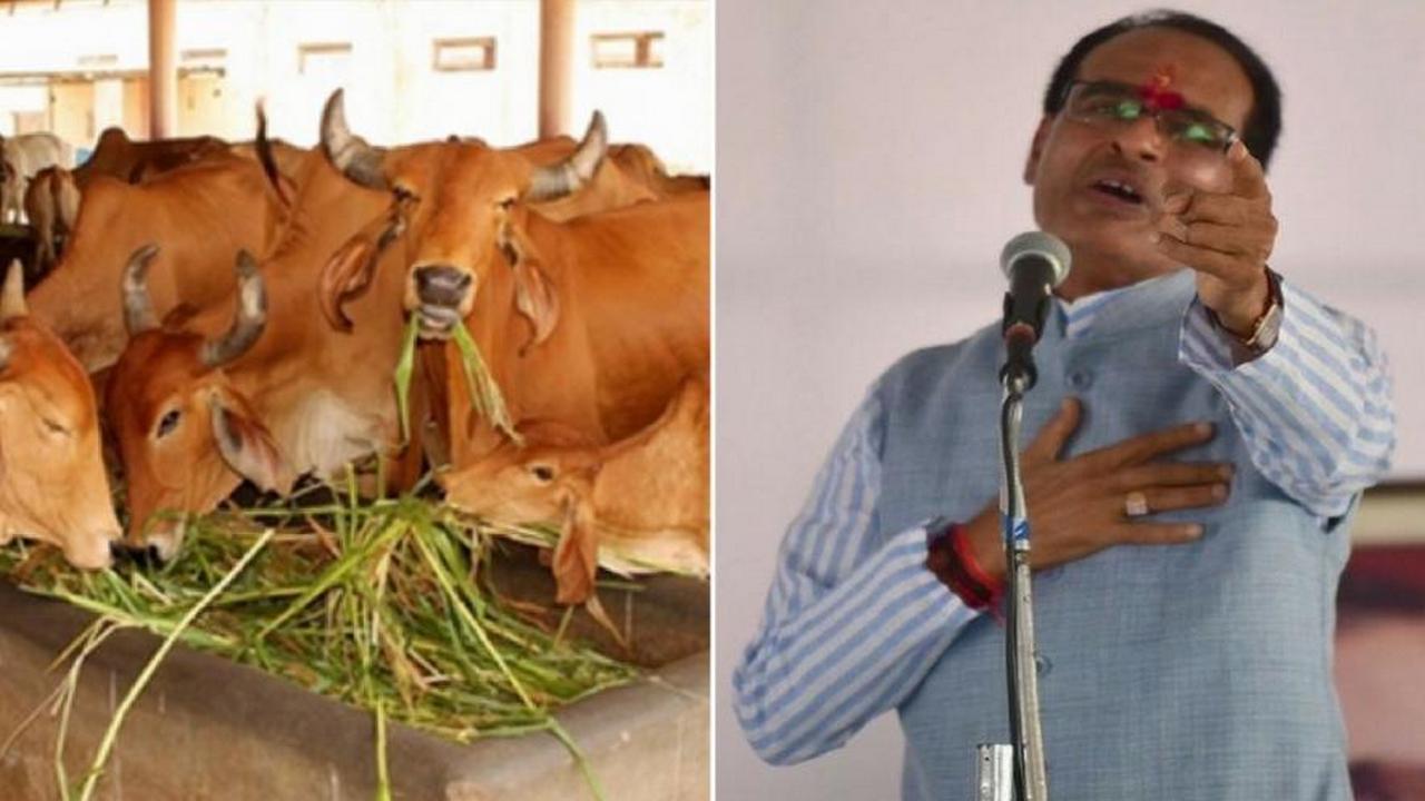 Shivraj Singh Chouhan's cow ministry: Cowdhaar, cowncils and accowntants can create an udderly wonderful environment Shivraj Singh Chouhan's cow ministry: Cowdhaar, cowncils and accowntants can create an udderly wonderful environment