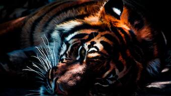 China defends decision to ease a 25-year old ban on trading tiger and rhino parts