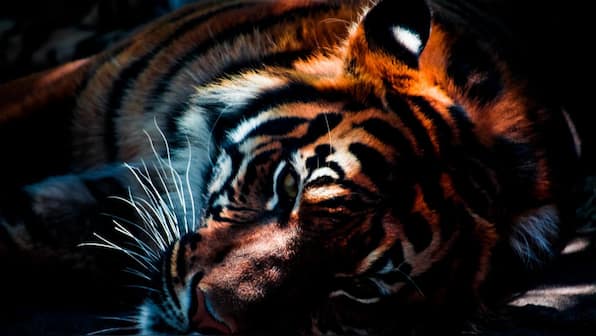 China defends decision to ease a 25-year old ban on trading tiger and rhino parts