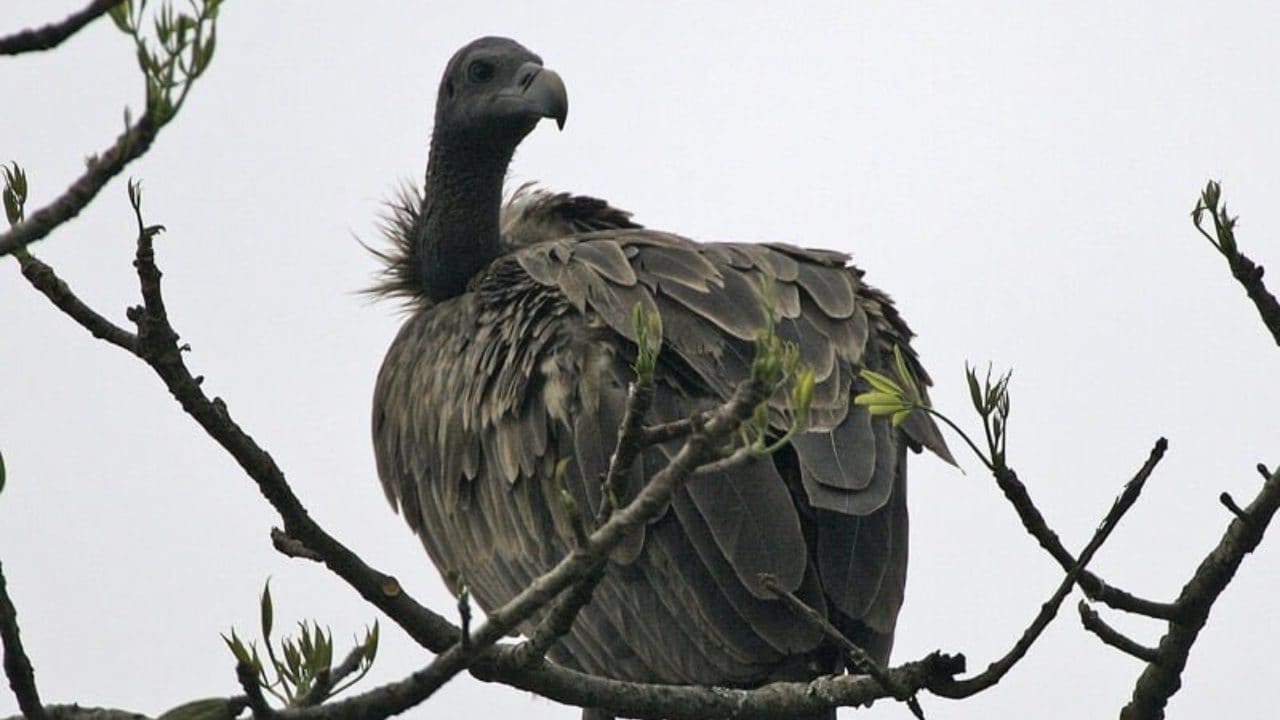 The White-rumped Vulture is one of four Critically Endangered vulture species in India. Image courtesy Birdlife International