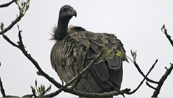 National Endangered Species Day 2022: History, significance and how the day is celebrated