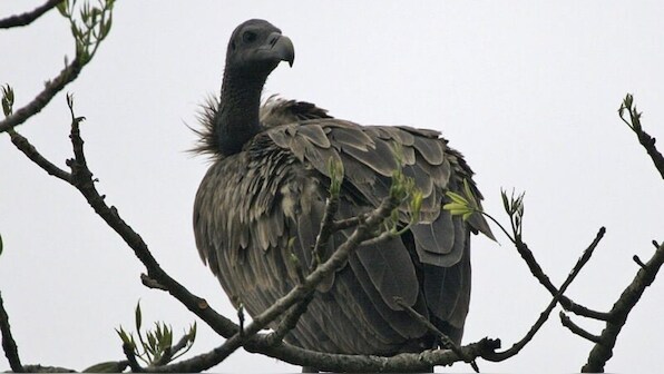 National Endangered Species Day 2022: History, significance and how the day is celebrated