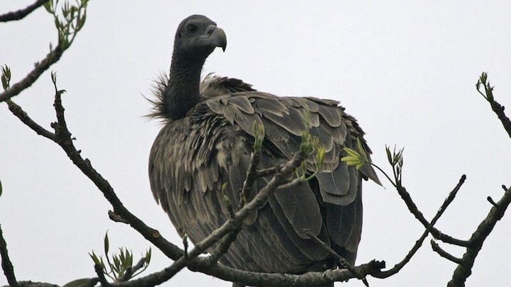 National Endangered Species Day 2022: History, significance and how the day is celebrated