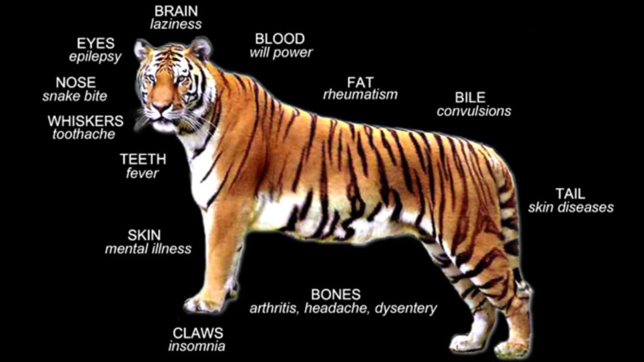   Tiger parts used in traditional Chinese medicine. Courtesy of 39: image: Tigers in America 