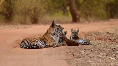 Tiger populations dwindling, just six sub-species still in existence: Study