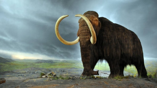 Woolly mammoth and rhino remains dug up from under England highway during repairs