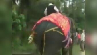Assam deputy speaker Kripanath Mallah falls off elephant during welcome procession, shares hearty laugh with supporters