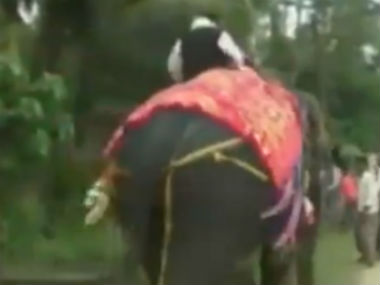 Assam deputy speaker Kripanath Mallah falls off elephant during welcome procession, shares hearty laugh with supporters Assam deputy speaker Kripanath Mallah falls off elephant during welcome procession, shares hearty laugh with supporters