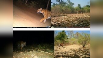 Avni's death result of primitive approach to man-animal conflict, failure to address issue with laws