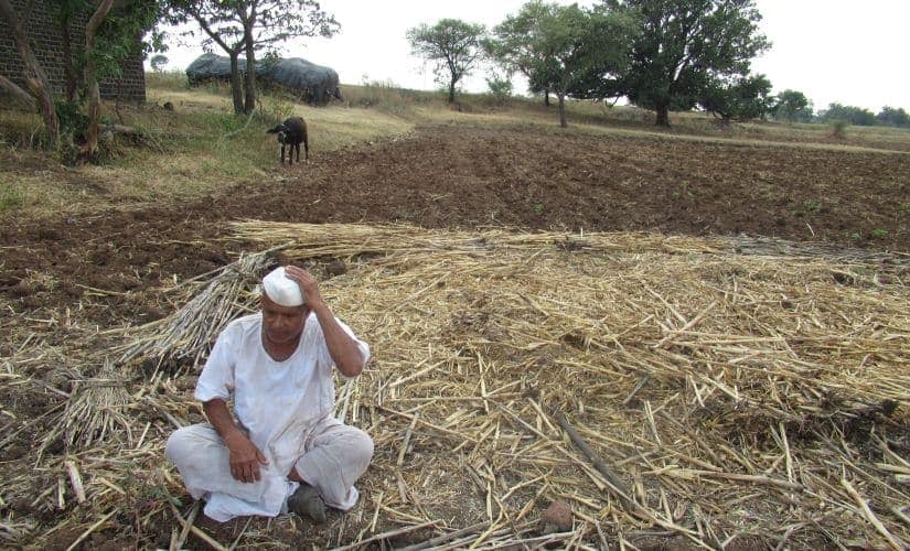 Sixty-five-year-old Subhash Khilche has only managed to harvest 15 quintals from the entire farmland, when on an average we usually get 7 quintals at least behind an acre. Image by: Parth MN/Firstpost