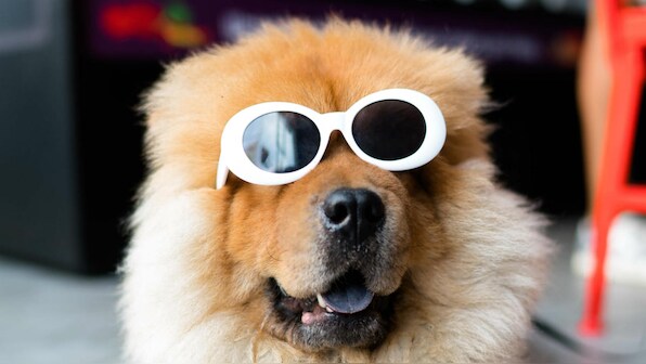 Dogs have a much better understanding of human speech than previously suspected